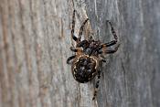 platte wielwebspin (nuctenea umbratica) 3-2012 5595
